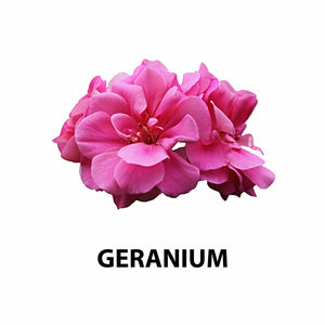 Geranium