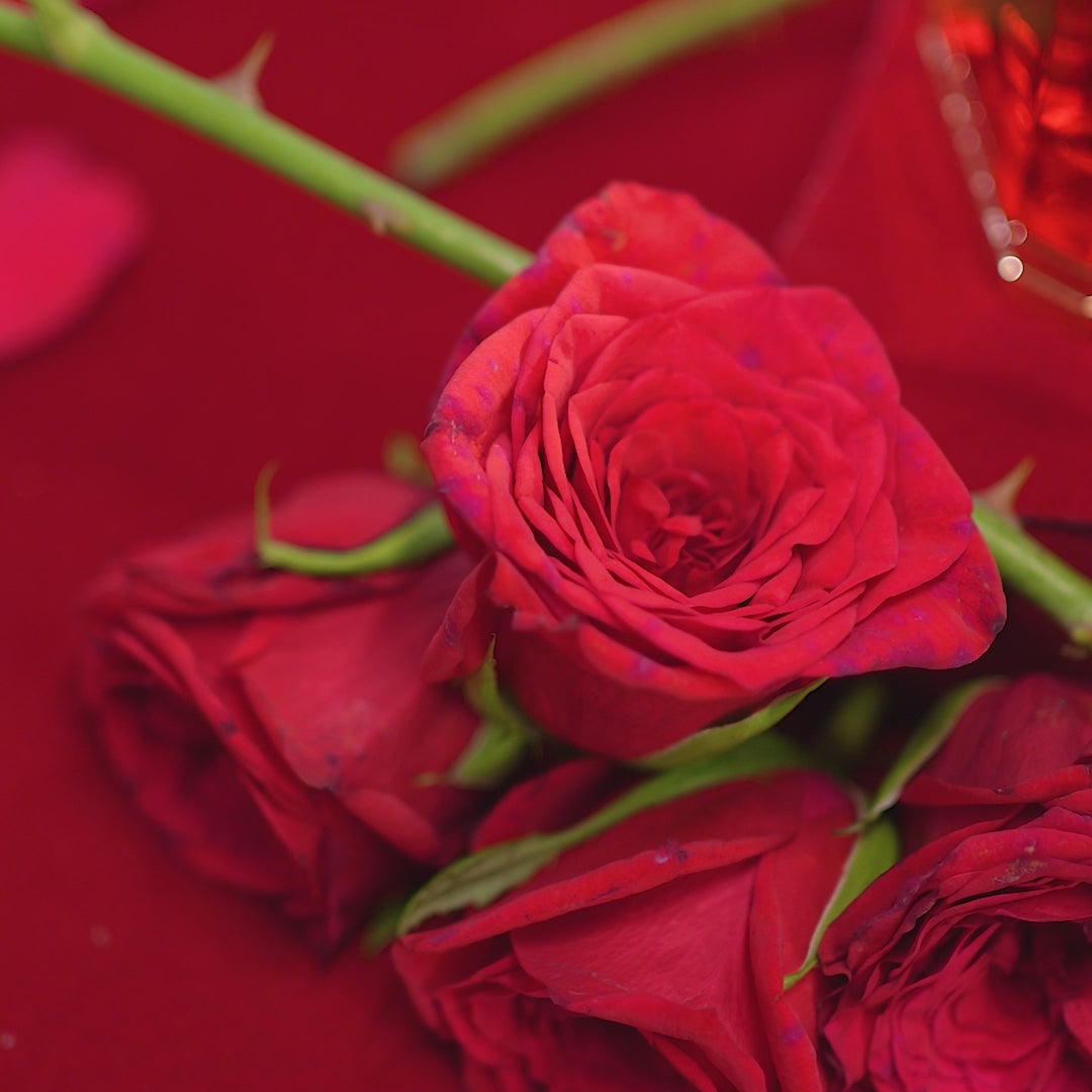 Amor Oud (Unisex) – EDP