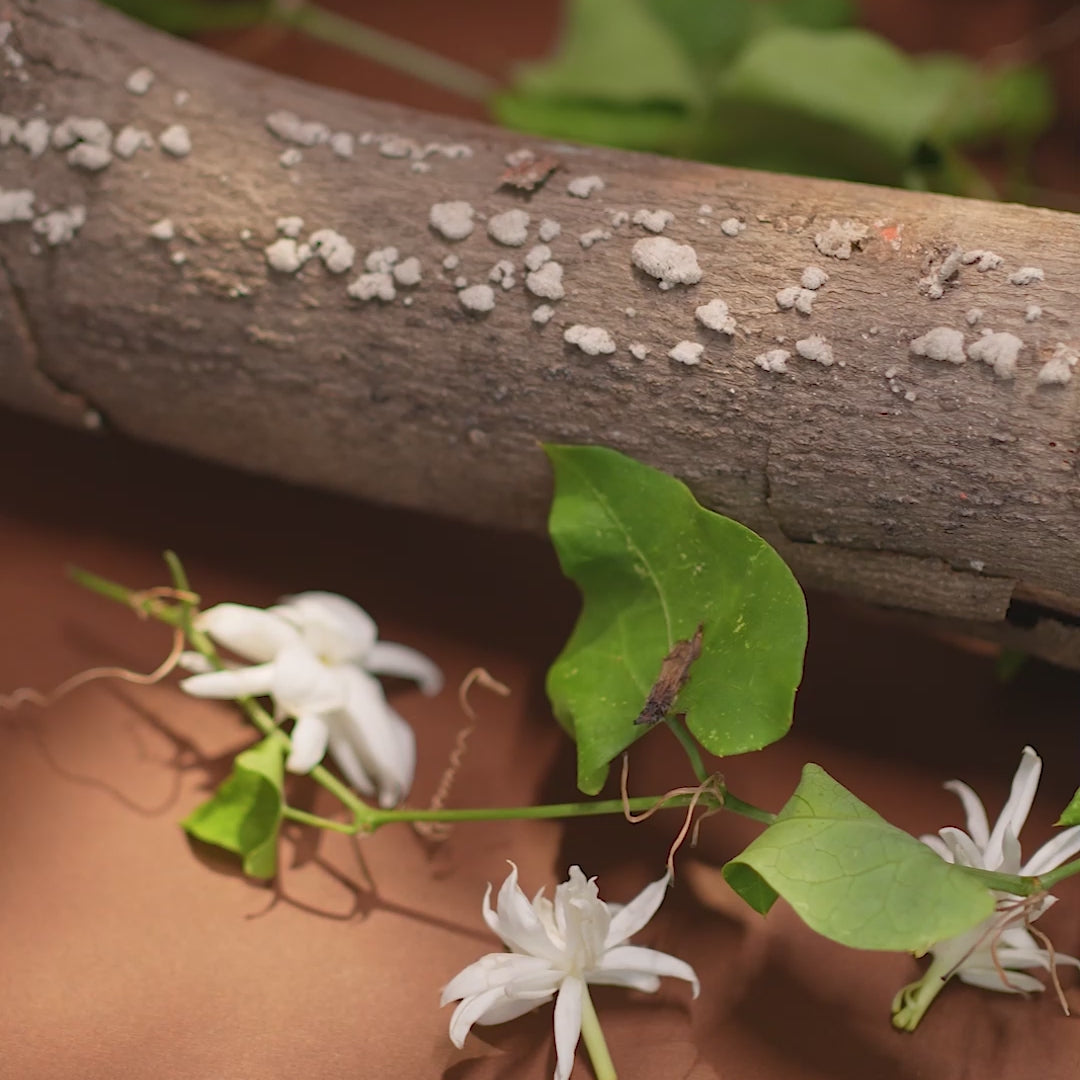 Jasmin Al Jazeera (Women's) – EDP