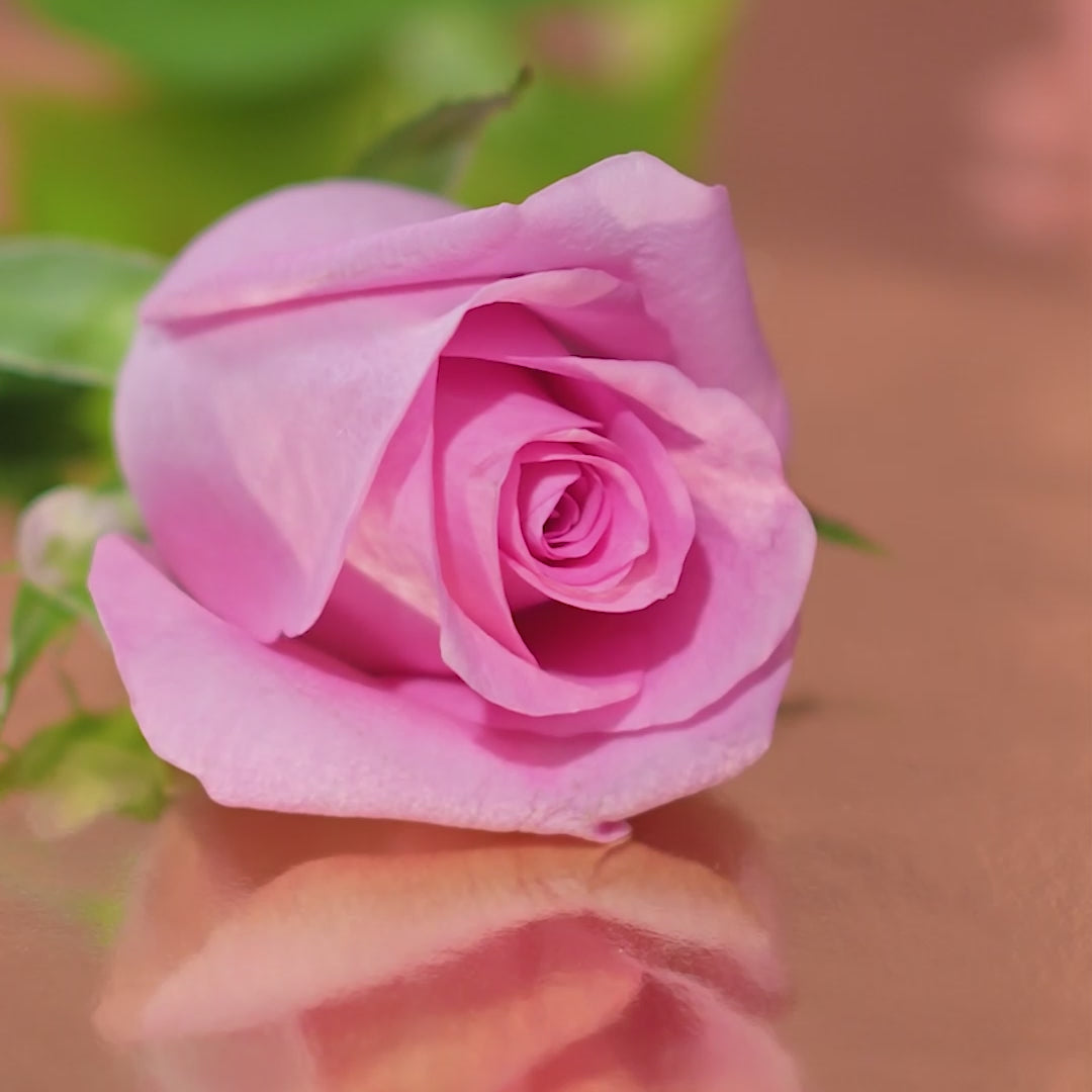 English Rose (Women's) – EDP