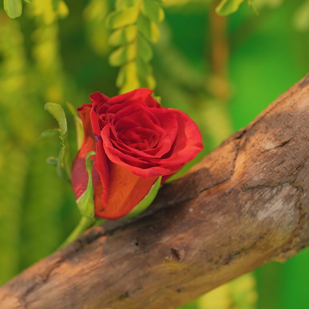 Rose OUD ELIXIR (Women's) – EDP